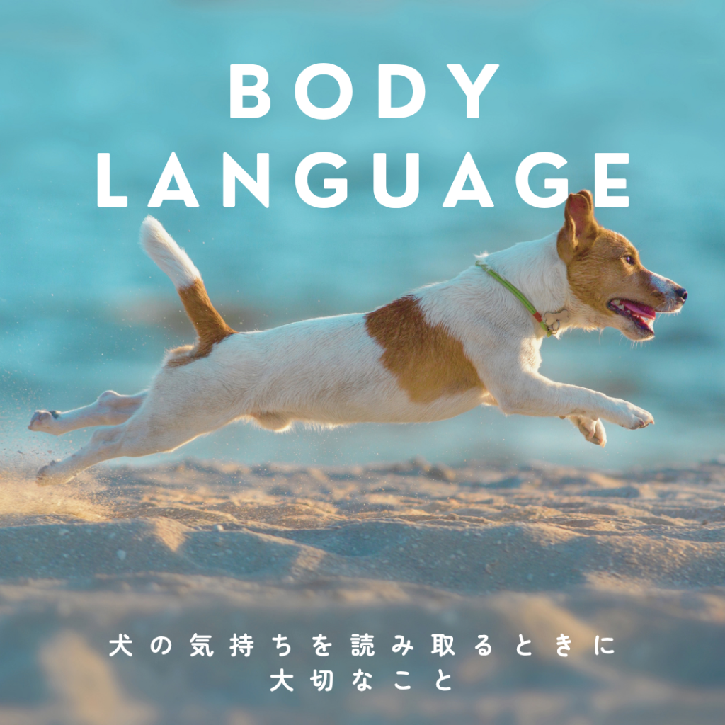 犬がしっぽを振る意味は「嬉しい」だけ?ボディランゲージの見方