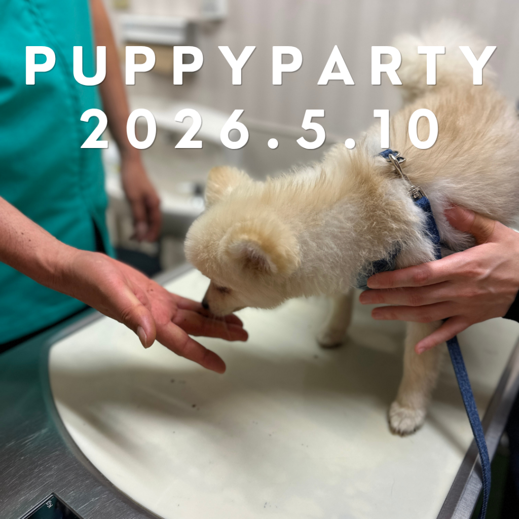 パピーパーティーを開催しました(2026年5月)